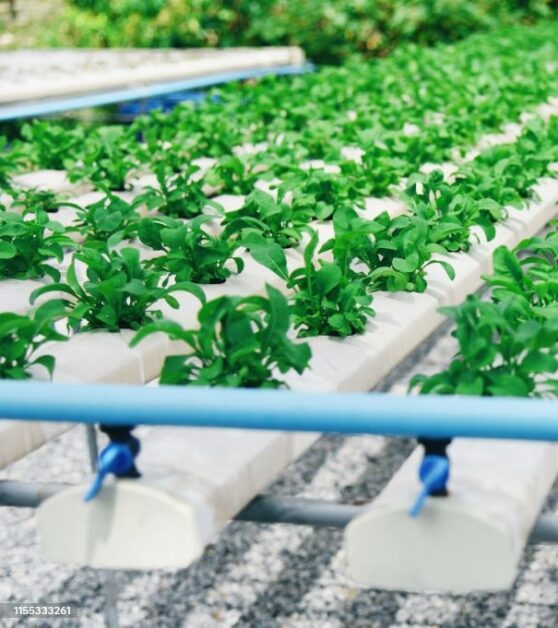 Decoding the Verdict on Soilless Hydroponic Growing Mediums