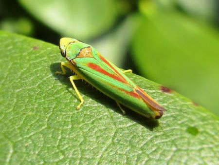 Get Rid of Leafhoppers: Effective Methods to Control and Prevent These Pests from Your Plants