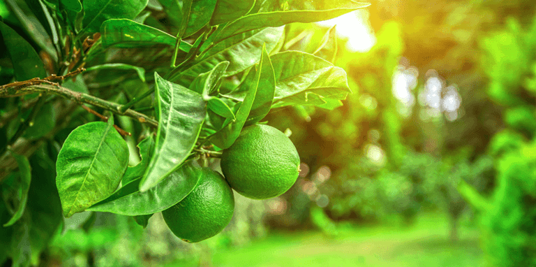 Key Lime Tree: How to Grow Your Own Pie