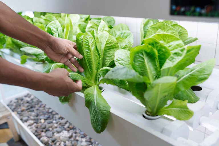 Hydroponic Cabbage: How to Grow Crisp and Nutritious Cabbage in Water