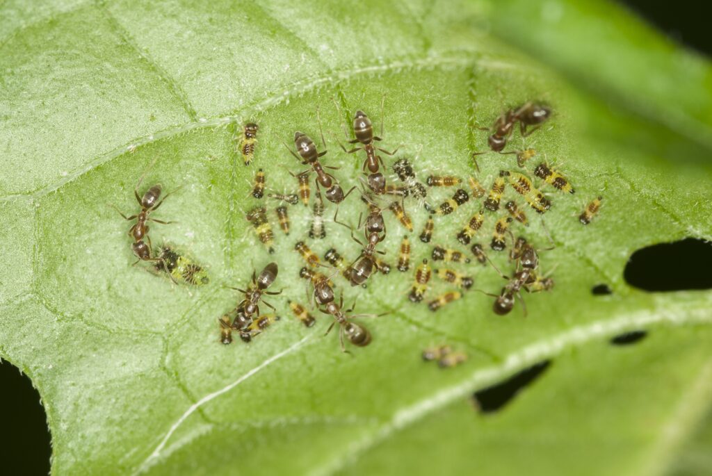 Macro photography shoot of a group of ants sitting on a green leaf