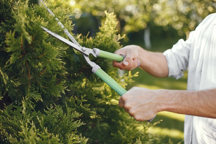 Pruning to Increase Yield: How to Trim and Train Your Plants for Maximum Production