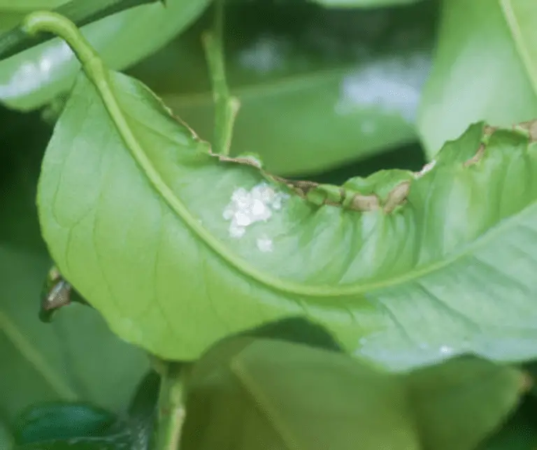 Mealybugs: How to Eliminate These Pesky Pests Forever