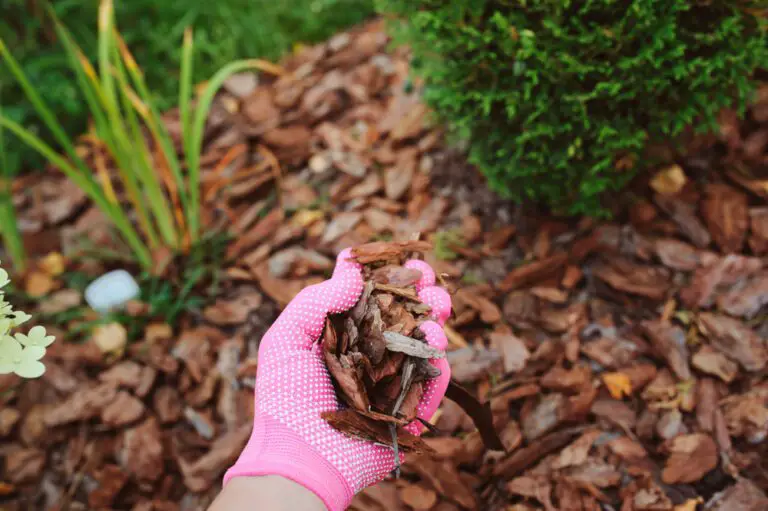 Wood Chip Mulch: Everything You Need to Know Before Using It