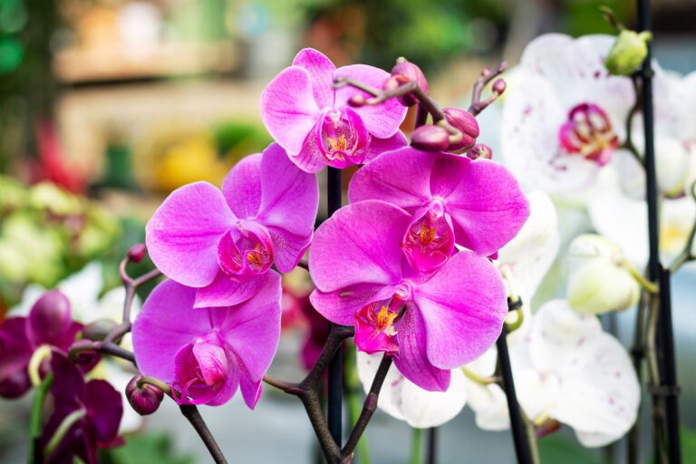 Orchids 101: A Guide to 47 Different Types with Names and Photos
