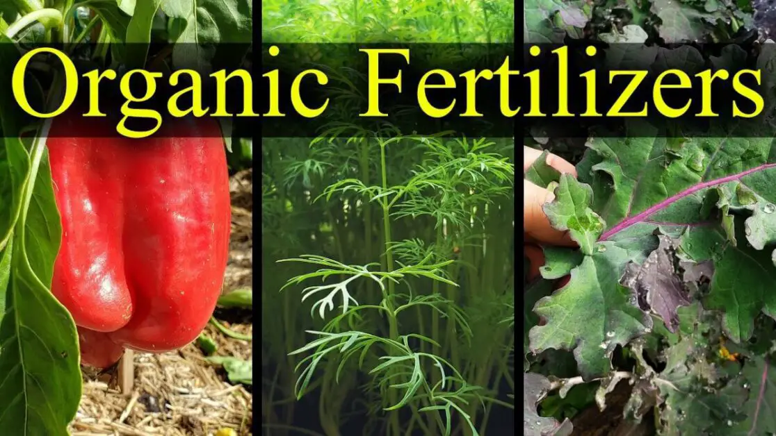 Video Thumbnail: Organic Fertilizers My Top 5 Choices For 2021!