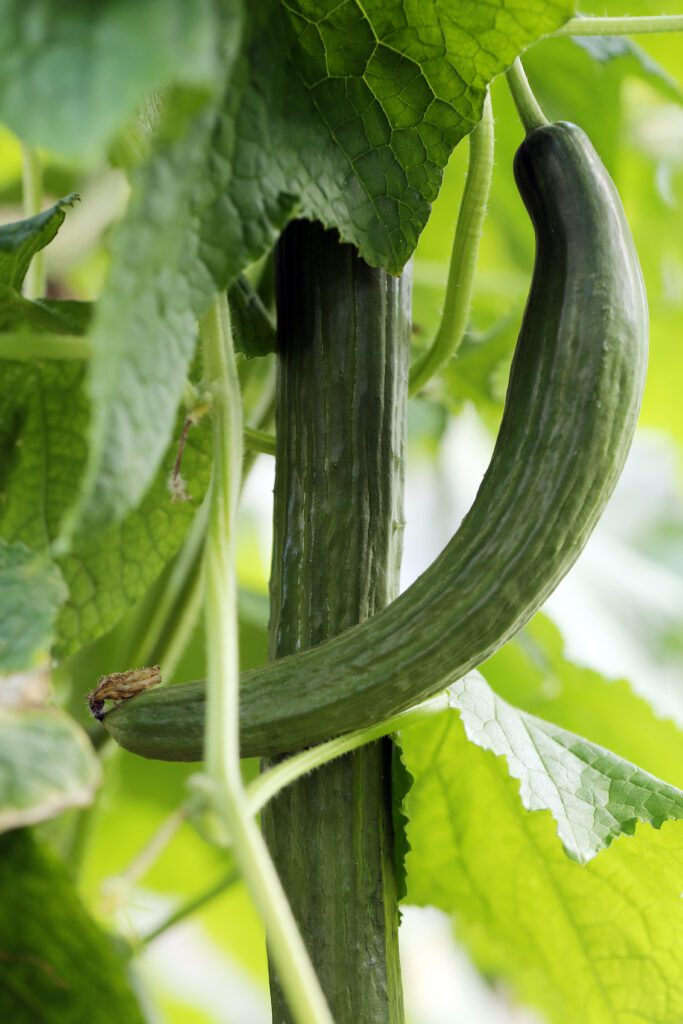 Understanding the Nutrient Requirements for Cucumber Plants