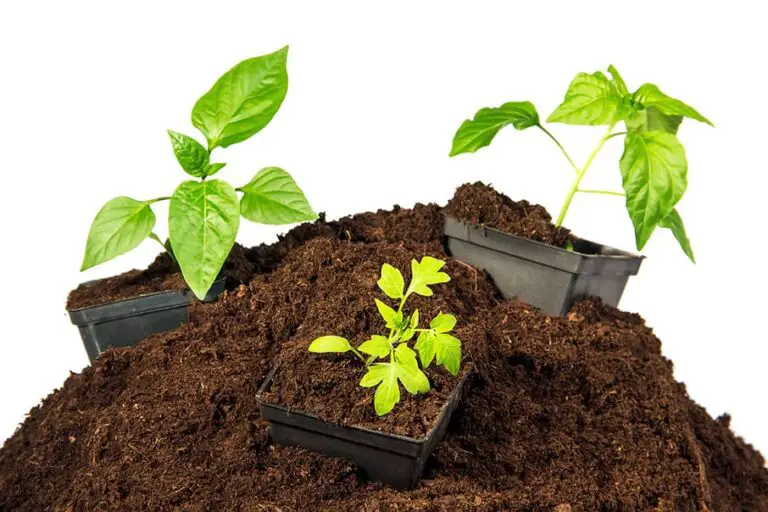 Peat Moss for Plants: Benefits and Drawbacks Explained