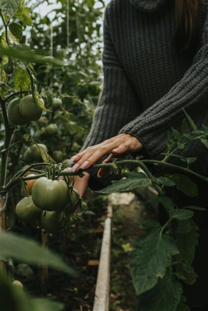 Plant Growth with Carbon Dioxide