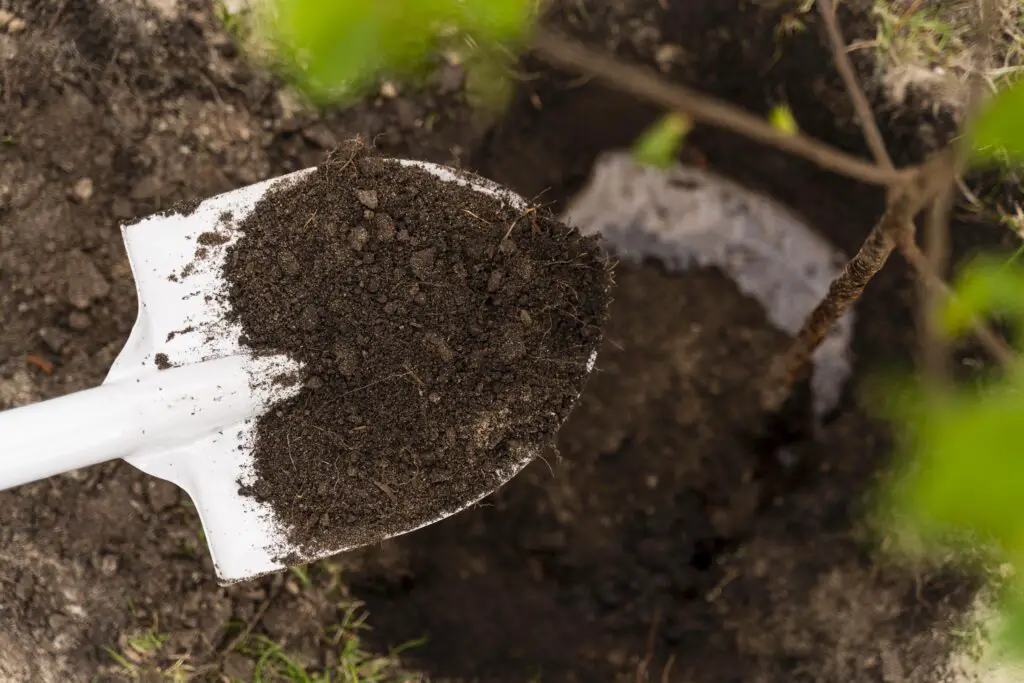 Factors Affecting Soil pH and Their Impact on Plant Health