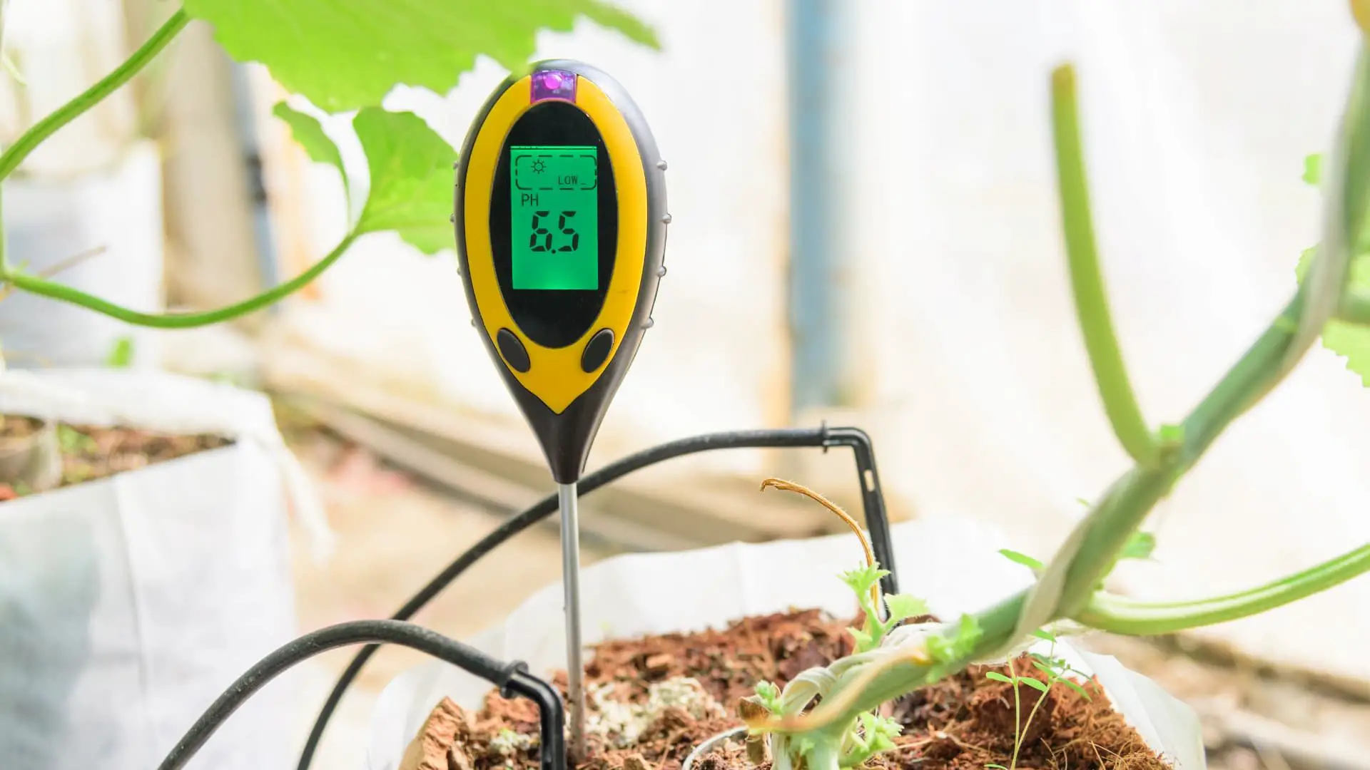 Why Hydroponic Water Temperature Matters: How to Maintain the Ideal Water Temperature for Your Plants