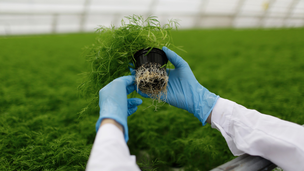 Assessing the Aeration and Oxygenation Properties of Hydroponic Growing Mediums