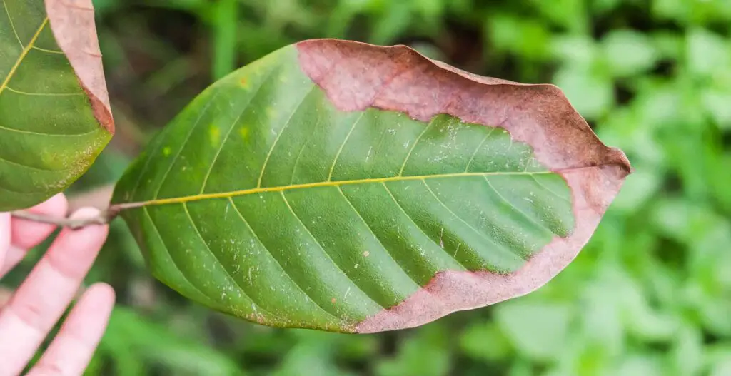 Potassium visual data 5