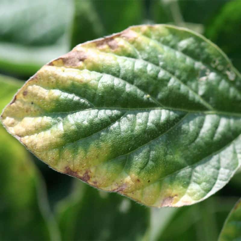 Impact of Potassium Deficiencies on Plant Growth and Development