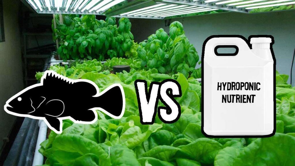 How Nutrients are Supplied in Aquaponics and Hydroponics