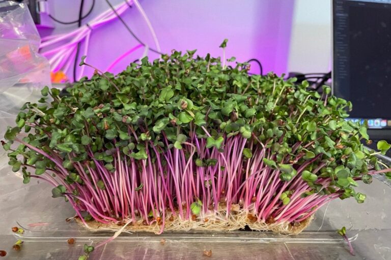 Growing Hydroponic Microgreens: How to Grow Fresh and Healthy Microgreens in Water