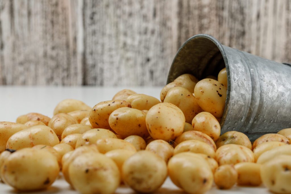 the Quality and Flavor of Hydroponic Potatoes