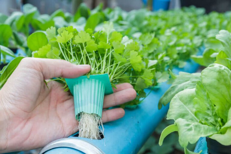 Top 13 Hydroponic Plants for Beginners: A Growing Guide