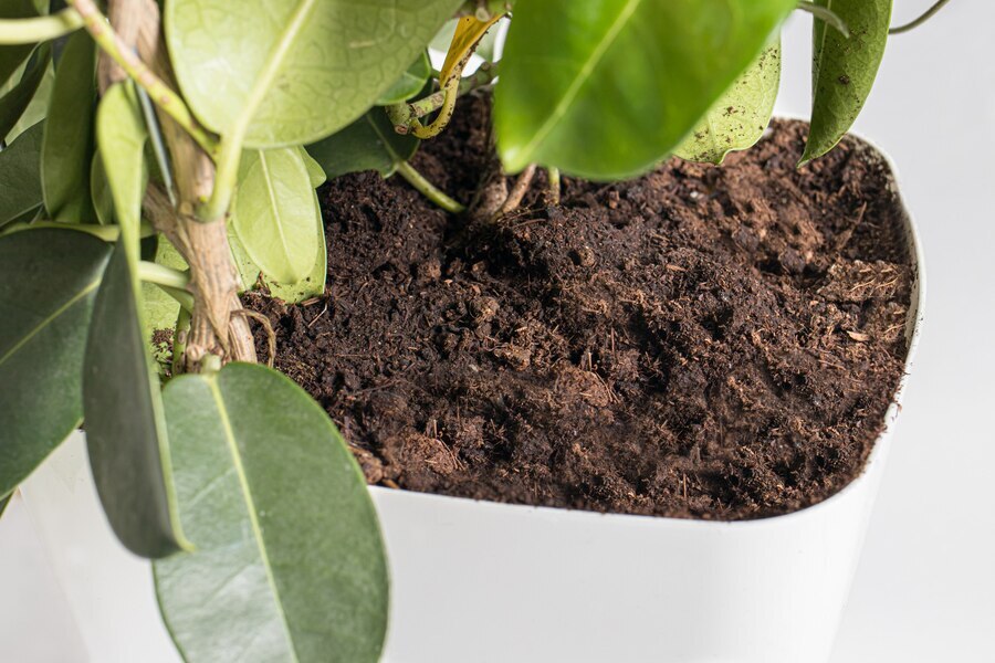 soil planting houseplant jasmine stephanotis 528985 496 1