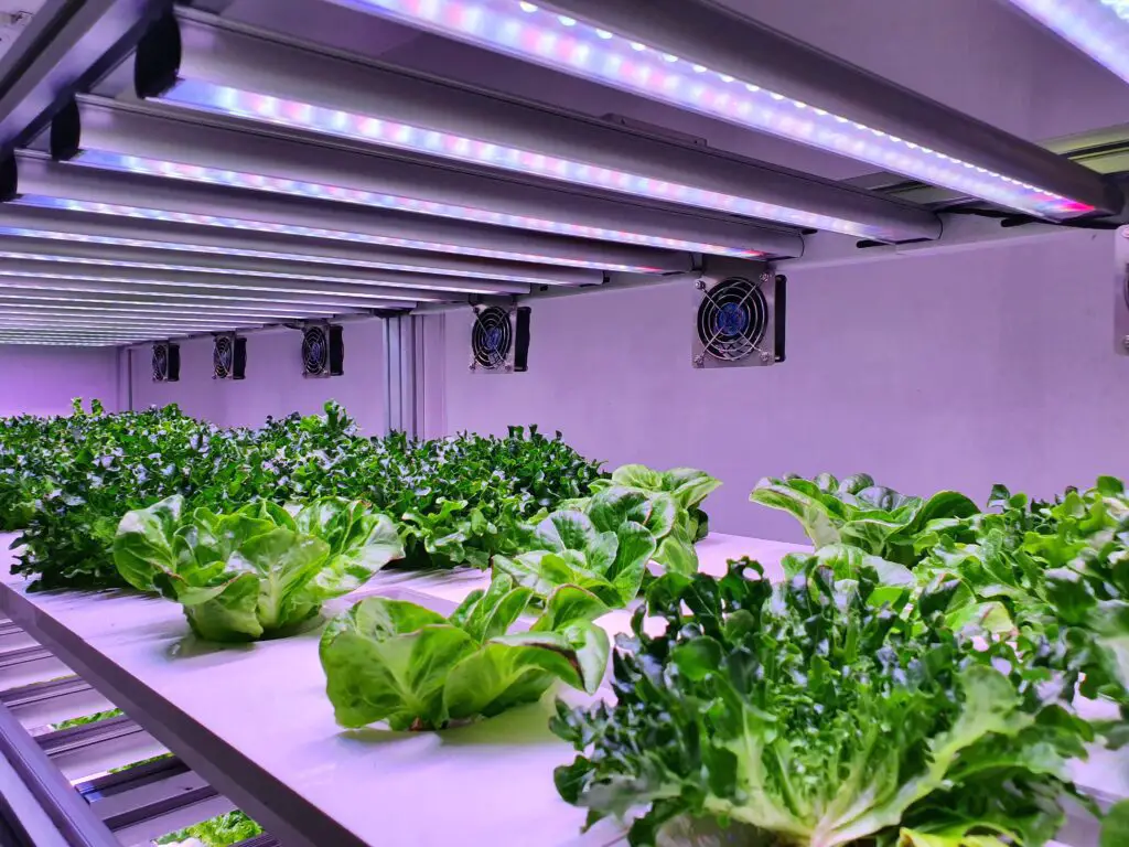 Special room equipped for growing plants in good conditions perfect for plant growing business