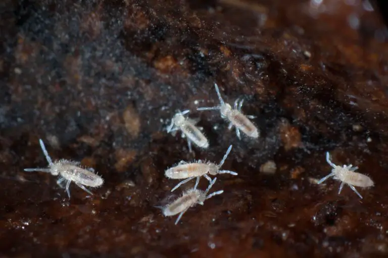 How to Get Rid of Springtails in Plants: Tips and Tricks to Eliminate These Tiny Bugs from Your Soil
