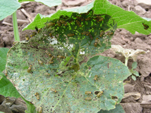 Holes and scars due to cucumber beetles on cucumber leaves