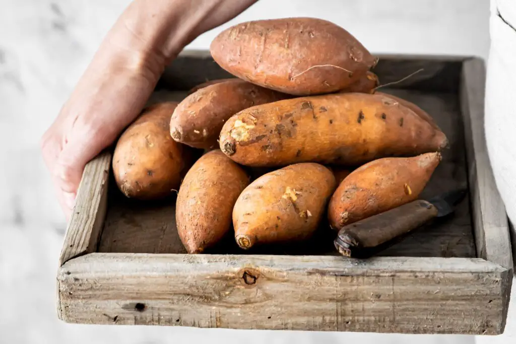 Understanding the Importance of Properly Curing Sweet Potatoes for Storage