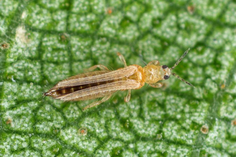 Thrips: How to Get Rid of These Sucking Pests