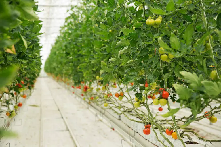 Why Your Hydroponic Tomatoes Are Not Turning Red and How to Fix It