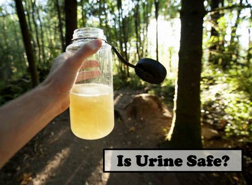  Health and Safety Concerns: Addressing potential risks associated with using urine as fertilizer and how to mitigate them