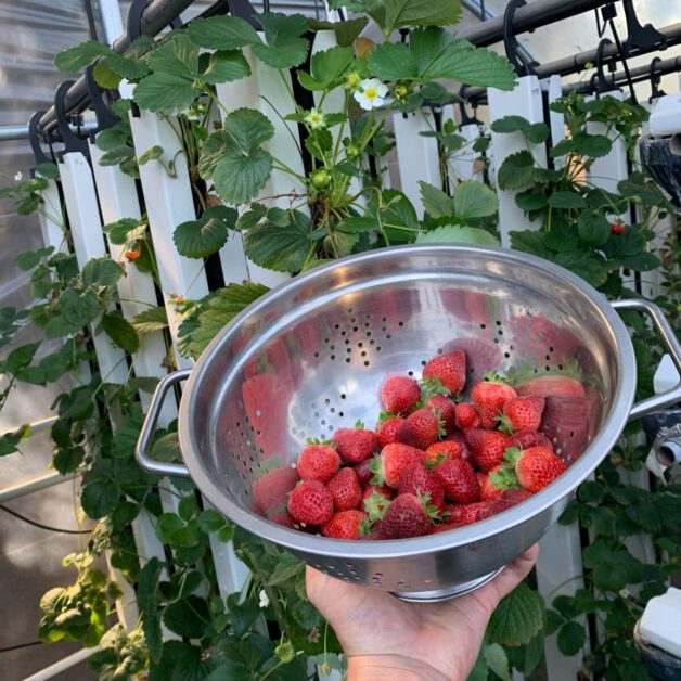 Strawberries via Indoor Hydroponics