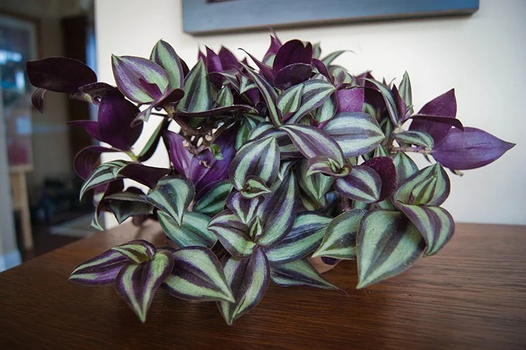 Wandering Jew Plant: How to Grow and Care for This Colorful Plant