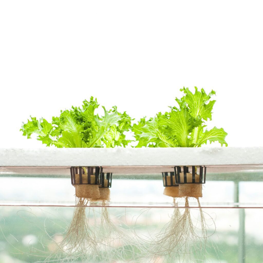 DWC (Deep Water Culture): An Active Hydroponic System