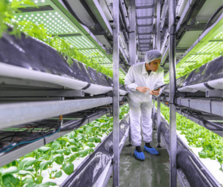 Do You Really Need a Growing Medium for Hydroponics? Find Out Here