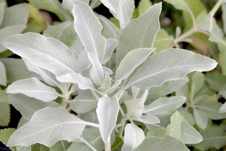 White Sage Plant: How to Grow, Smudge, and Save Seeds