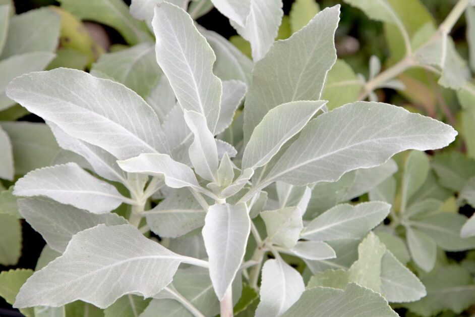 White Sage Plant