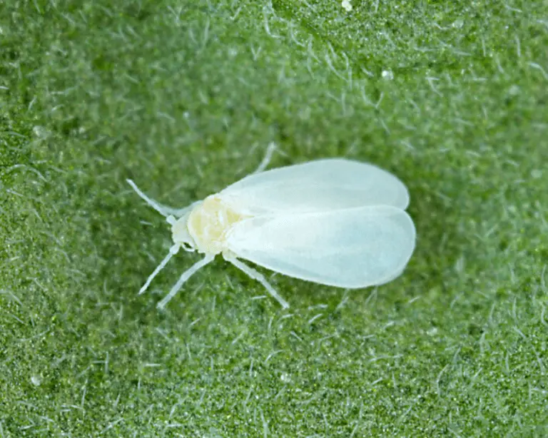How to Get Rid of Whiteflies: 5 Effective Ways to Manage and Stop These Pests from Your Plants