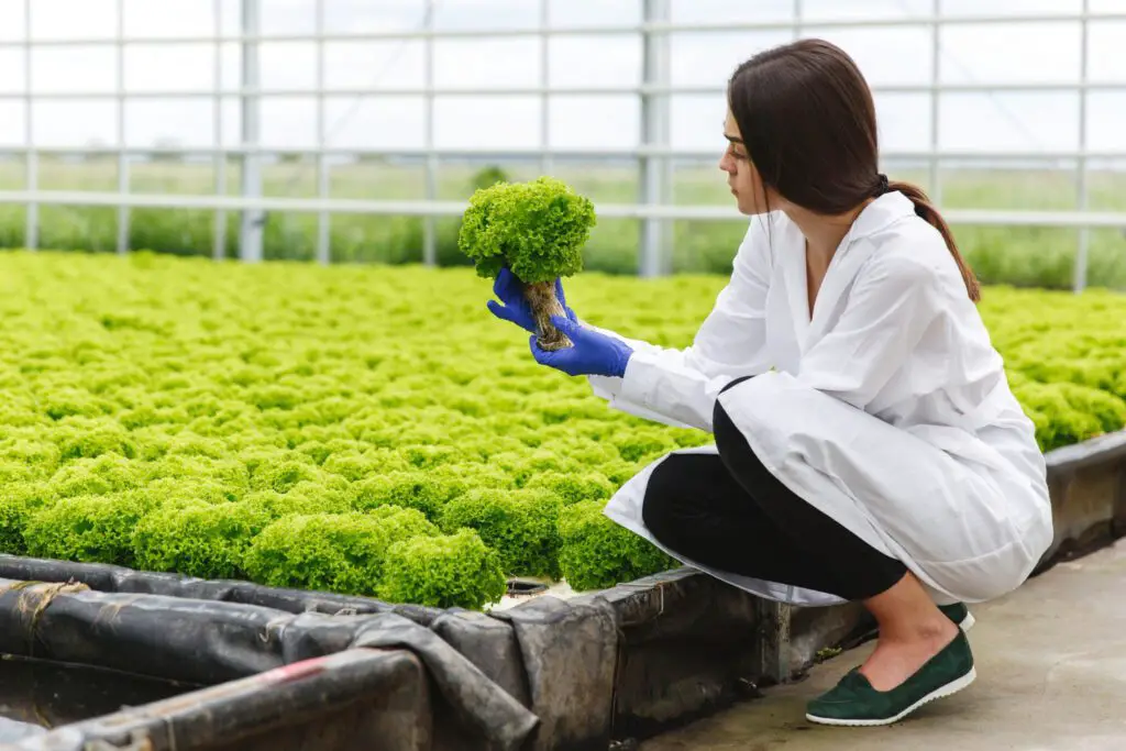 Assessing the Nutritional Needs of Your Plants. woman laboratory robe examines carefully plants greenhouse
