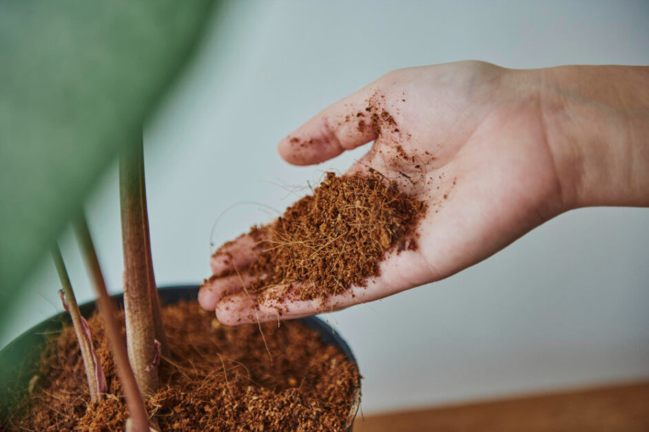Choosing the Right Coco Coir for Seedling Propagation