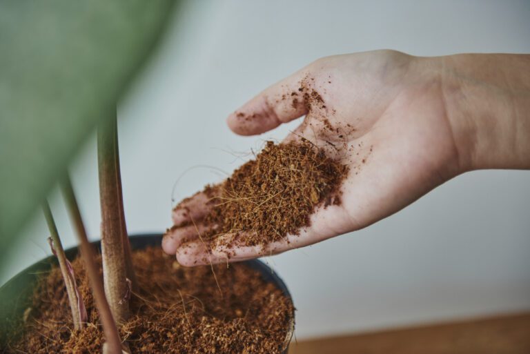 Blood Meal Fertilizer: How to Use It to Improve Your Soil