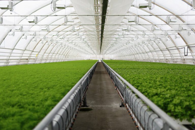 The Ultimate Guide to Choosing the Best Hydroponic Growing Medium