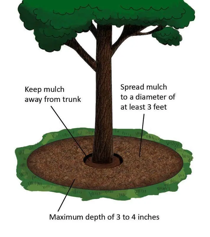 Mulching to Protect Tree Roots