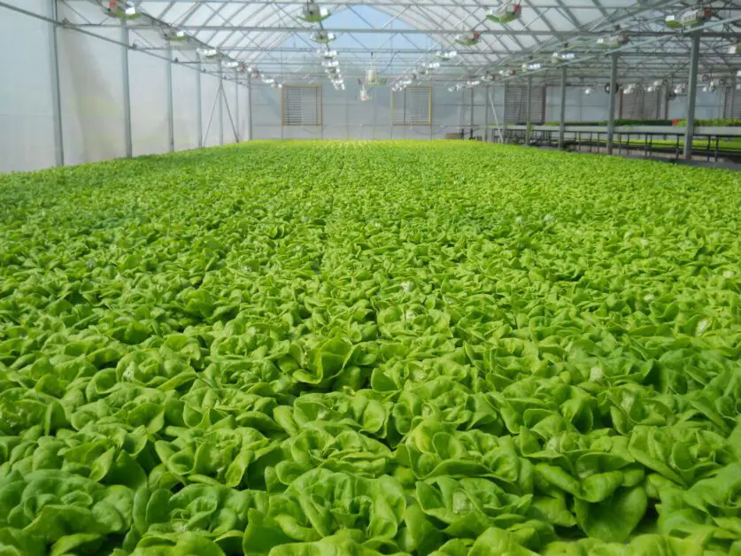 The Art of Growing Butter Lettuce with Hydroponics