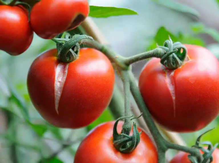 Unraveling the Mystery of Tomato Splitting