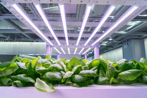The role of grow lights in hydroponic growth.