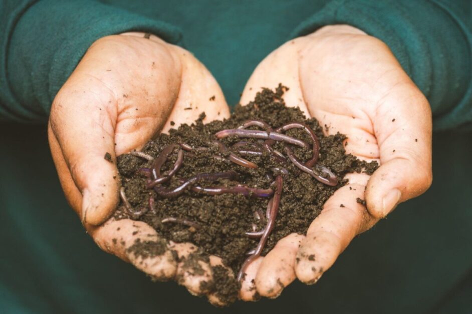The Connection Between Maggots and Nutrient-rich Compost
