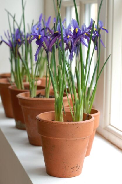 Bearded Iris in Containers: Tips for Growing these Stunning Perennials in Pots