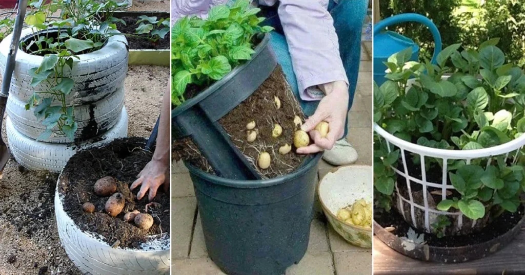 Selecting the Right Container for Potato Cultivation