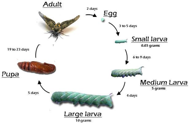 Understanding the Life Cycle of Tomato Hornworms