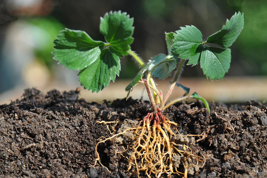 Implementing Proper Watering Practices to Prevent Root Rot